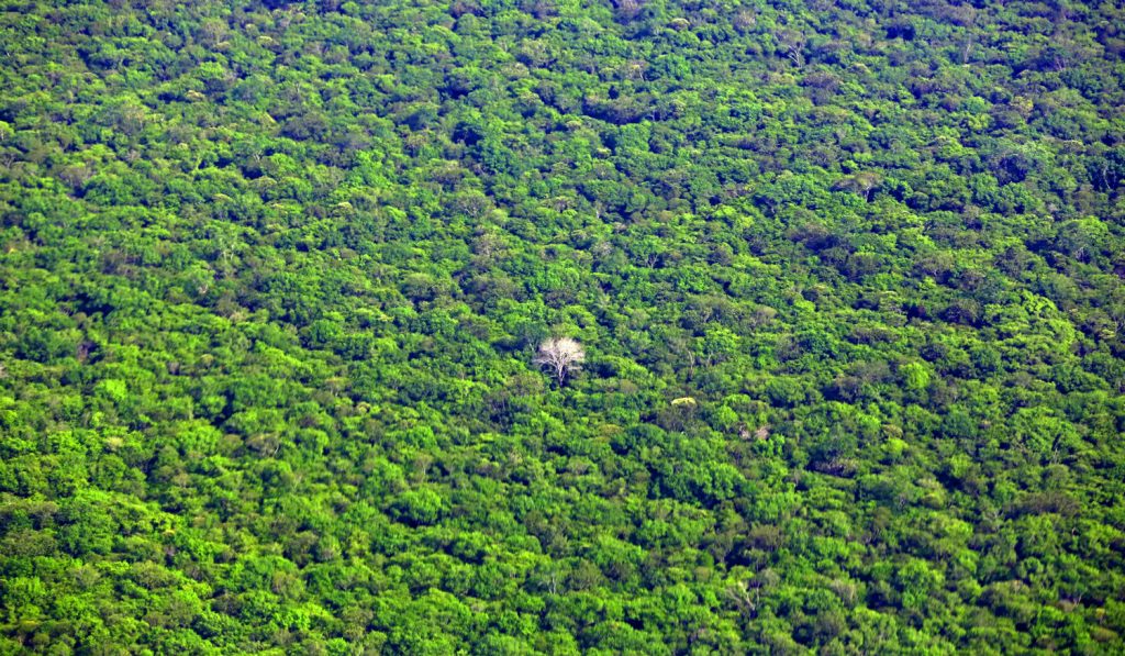 Selva amazónica donde viven los Kamayurá.