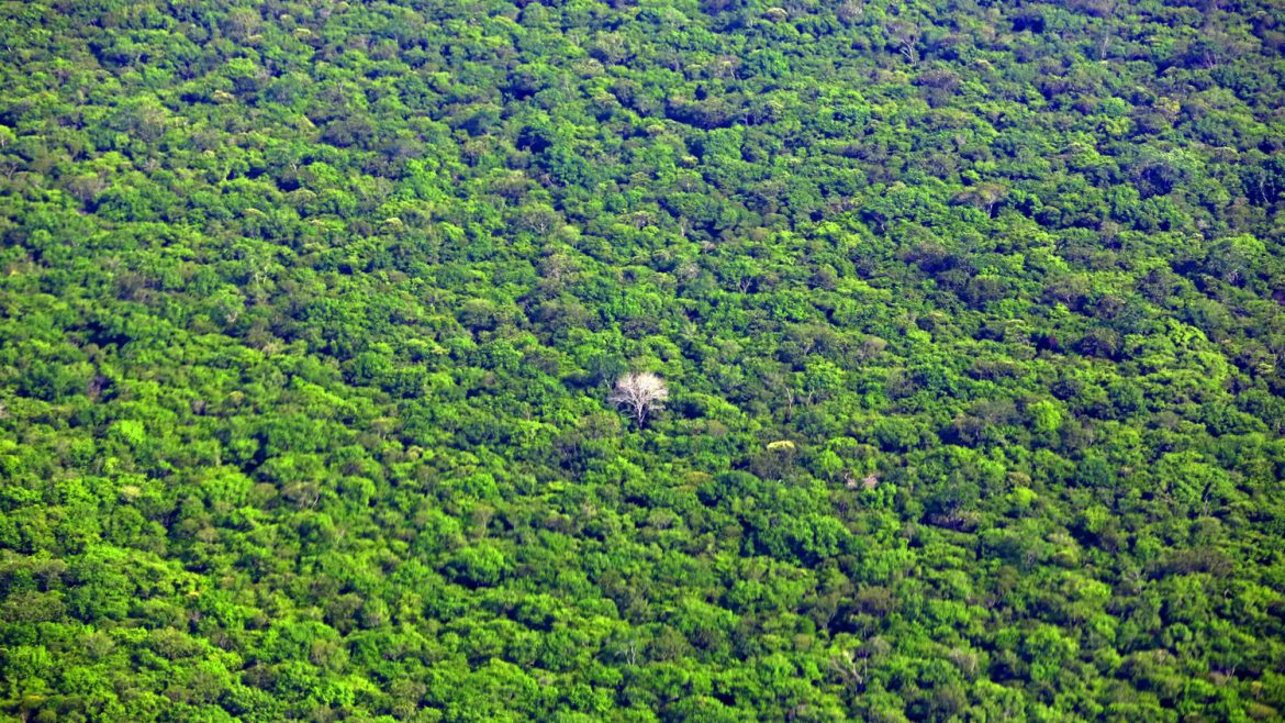 Selva amazónica donde viven los Kamayurá.