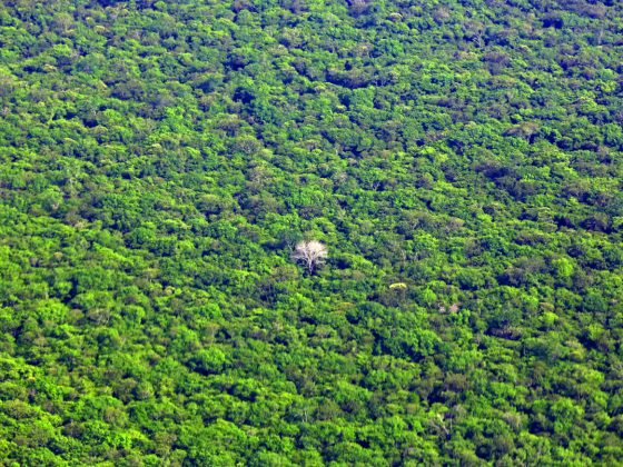 Selva amazónica donde viven los Kamayurá.