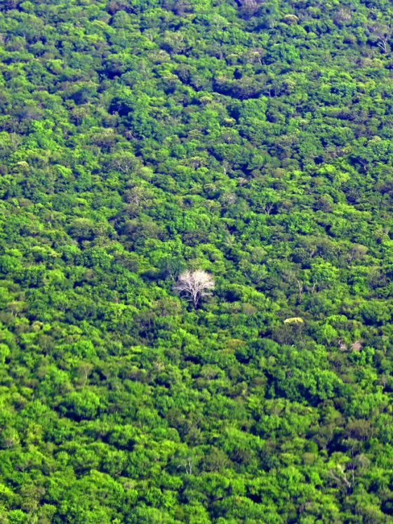 Selva amazónica donde viven los Kamayurá.